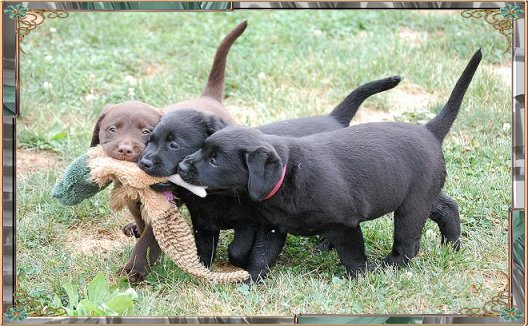 Three puppies