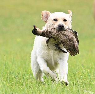 Hogan retrieving a mallard