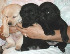 three puppies